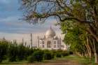 India, Uttar Pradesh, Agra. Taj Mahal, from an orchard and tree lined view in early morning light Art Print